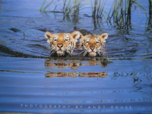 Tiger Cubs Swimming