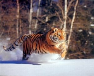 Siberian Tiger Running in Snow Mini Poster