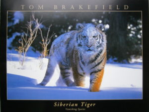Siberian Tiger Mini Poster