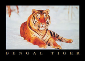 Bengal Tiger
