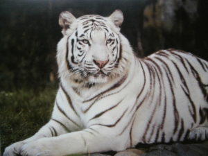 White Tiger Sitting Mini Poster