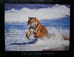 Bengal Tiger In Surf Mini Poster