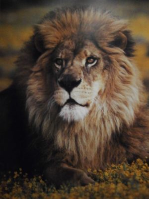 Lion Mini Poster