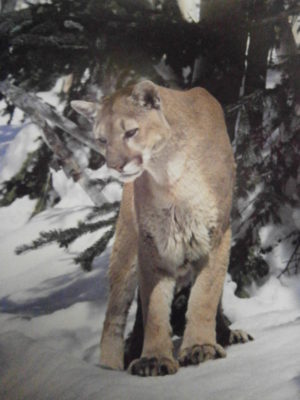 Cougar Mini Poster