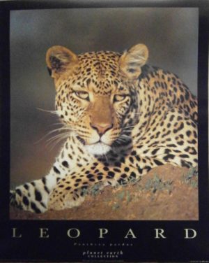 Leopard Mini Poster