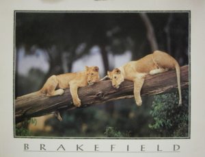 African Lion Cubs Mini Poster