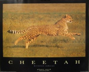 Running Cheetah