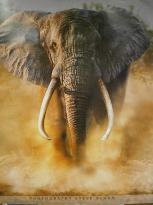 Charging Elephant Mini Poster