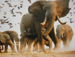 Elephants And Birds Mini Poster