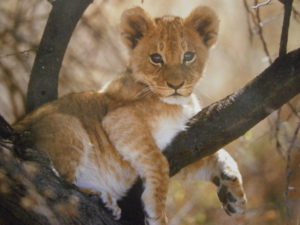 Lion Cub in Tree Mini Poster