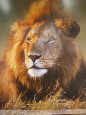 Lion King Of The Jungle Mini Poster