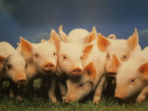 Piglets Mini Poster