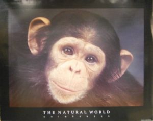 Chimpanzee Ape Mini Poster
