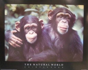 Chimpanzees Hugging Apes Mini Poster