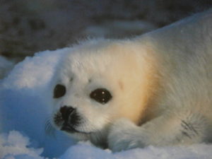 Harp Seal in the Snow Mini Poster