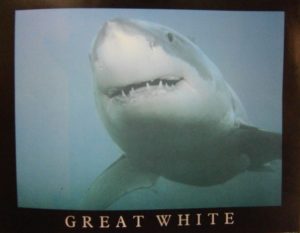 Great White Shark Mini Poster