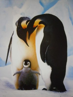 Penguins
