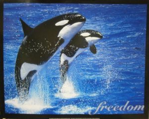 Whale Orca Freedom Mini Poster