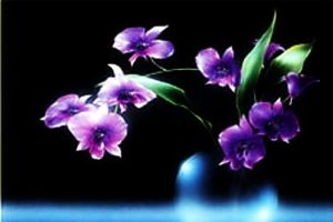 Orchid on Black