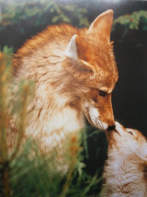 Mother's Love Foxes Mini Poster