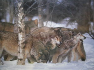 Wolf Pack in the Snow Mini Poster
