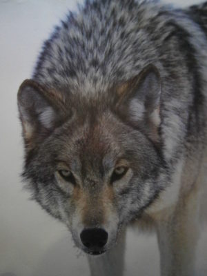 Timber Wolf Mini Poster