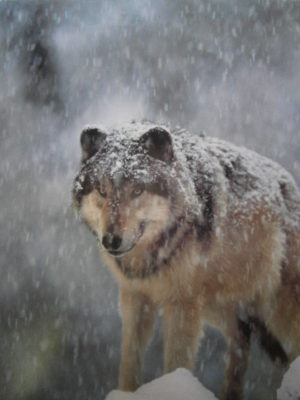 Grey Wolf in the Snow Mini Poster