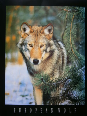 European Wolf Mini Poster