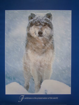 Arctic Wolf In Wildness is the Preservation of the World Mini Poster
