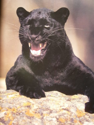 Growling Panther