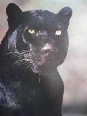 Black Panther