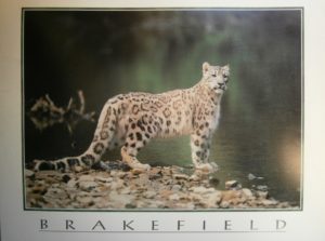 Snow Leopard Mini Poster