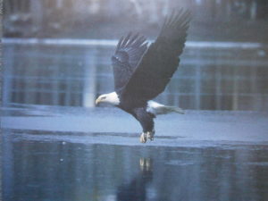 Eagle Hunting