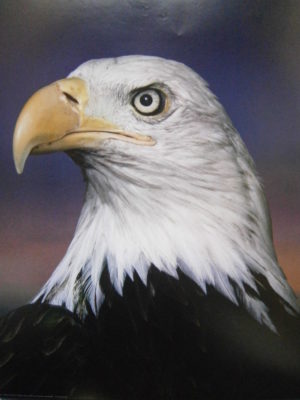 Bald Eagle