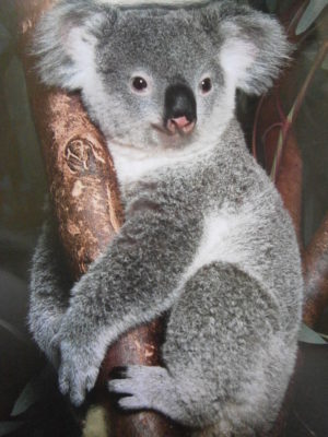 Koala In Tree Mini Poster
