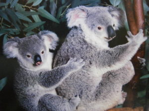 Koala Horizontal Mini Poster