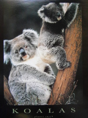 Planet Earth Koalas Mini Poster