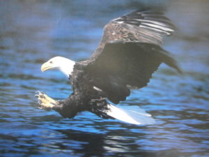 Eagle On The Hunt Mini Poster