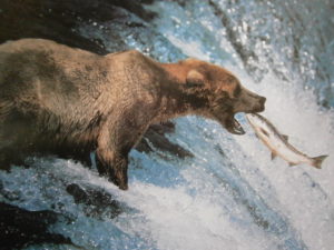Bear And Salmon Mini Poster