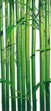 Bamboo Mural 2 PART