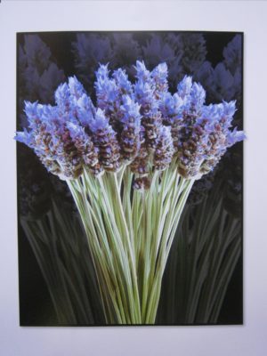 Lavender Mini Poster