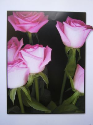 Pink Roses Mini Poster