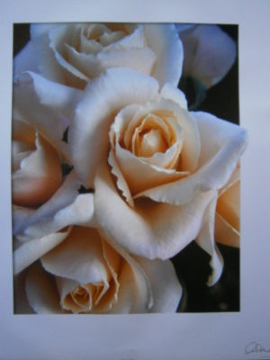 Roses For My Love Mini Poster