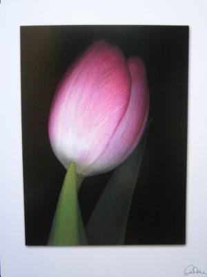Pink Tulip Mini Poster