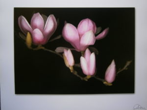 Magnolia