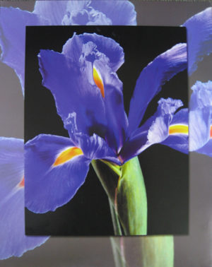 Carl Hensel - Purple Iris Mini Poster
