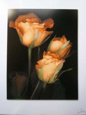 Three Roses Mini Poster