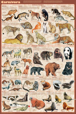 Carnivores Carnivora Poster