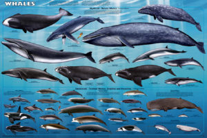 Whales Chart Poster