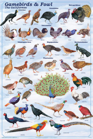 Gamebirds & Fowl